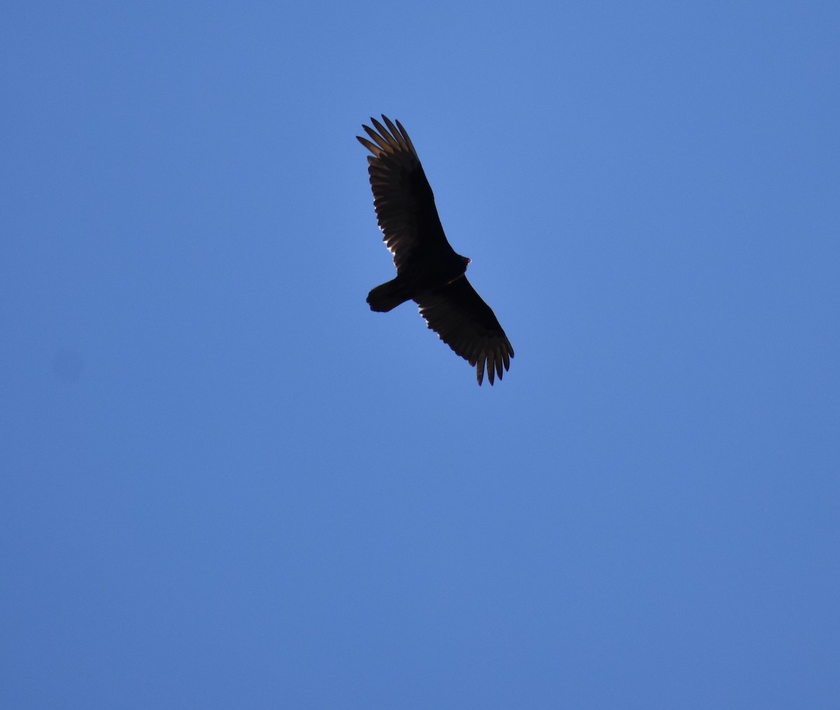 Turkey Vulture - ML93836671