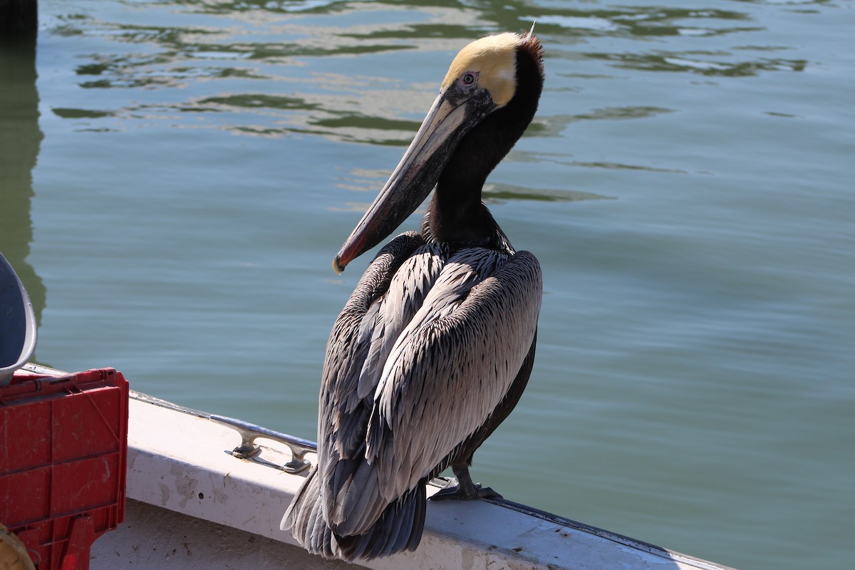 Brown Pelican - Elain Hotovec