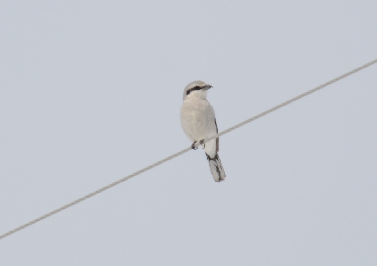 Northern Shrike - ML93839811