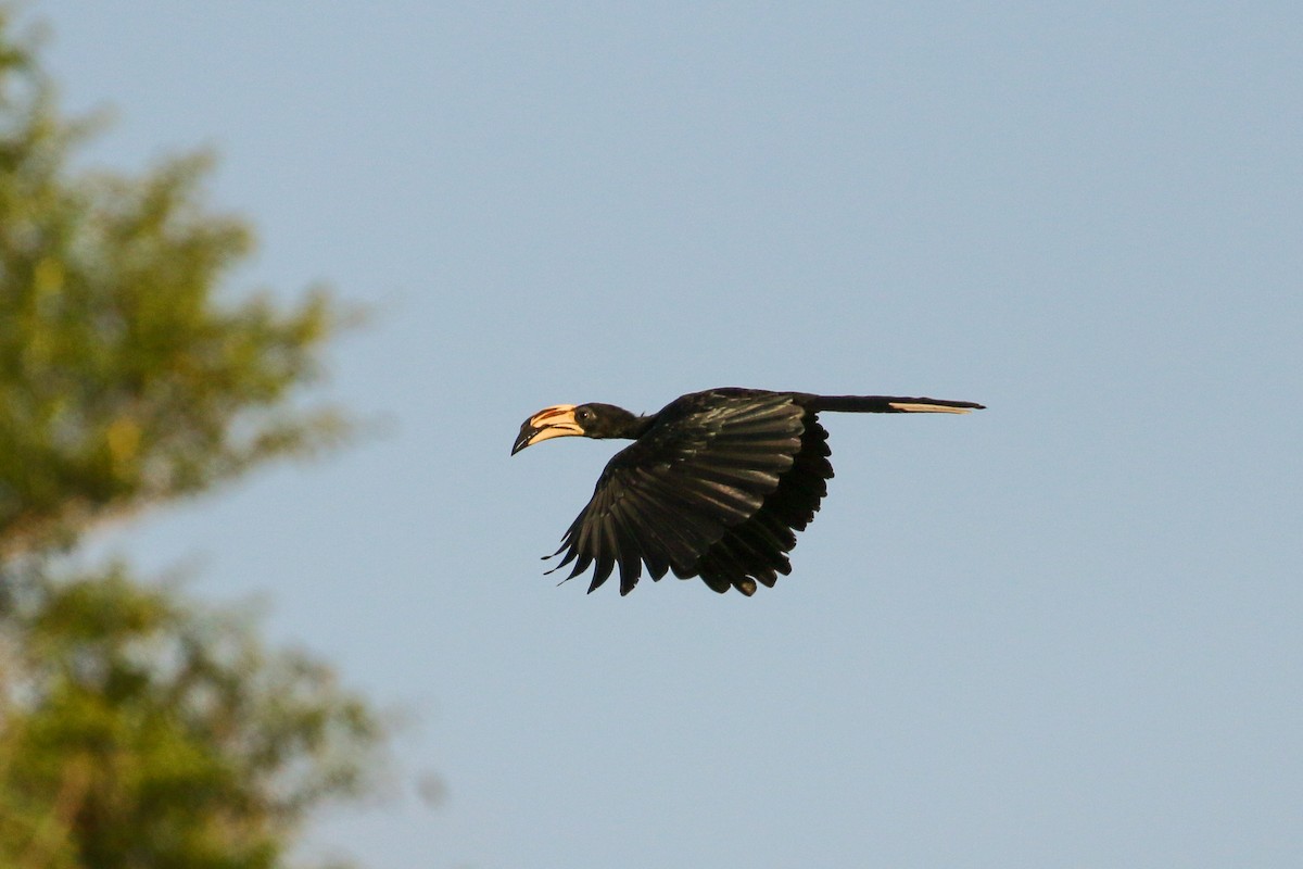 West African Pied Hornbill - ML93840301