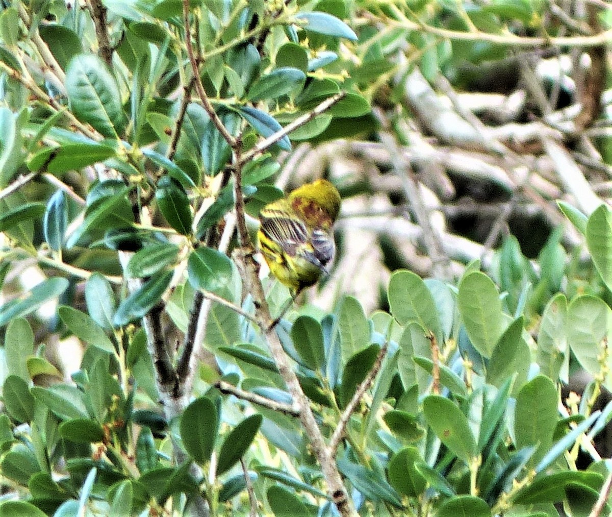 Prairie Warbler - ML93841701