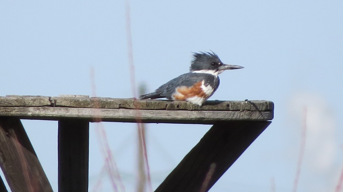 Belted Kingfisher - ML93842201