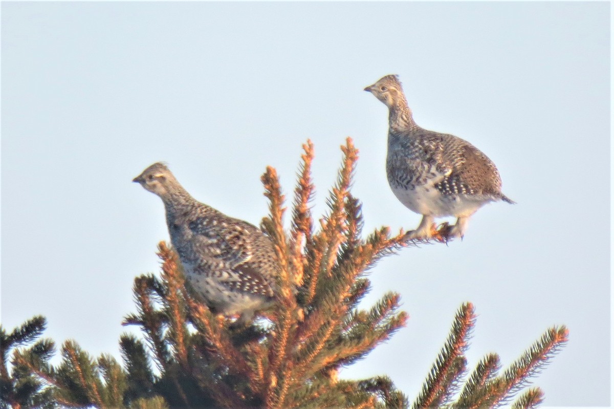 Sharp-tailed Grouse - ML93842791