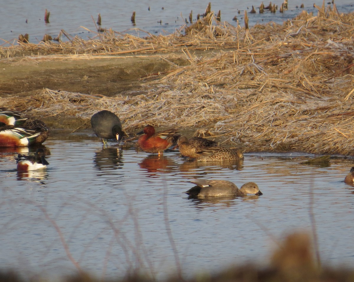 Cinnamon Teal - ML93843551