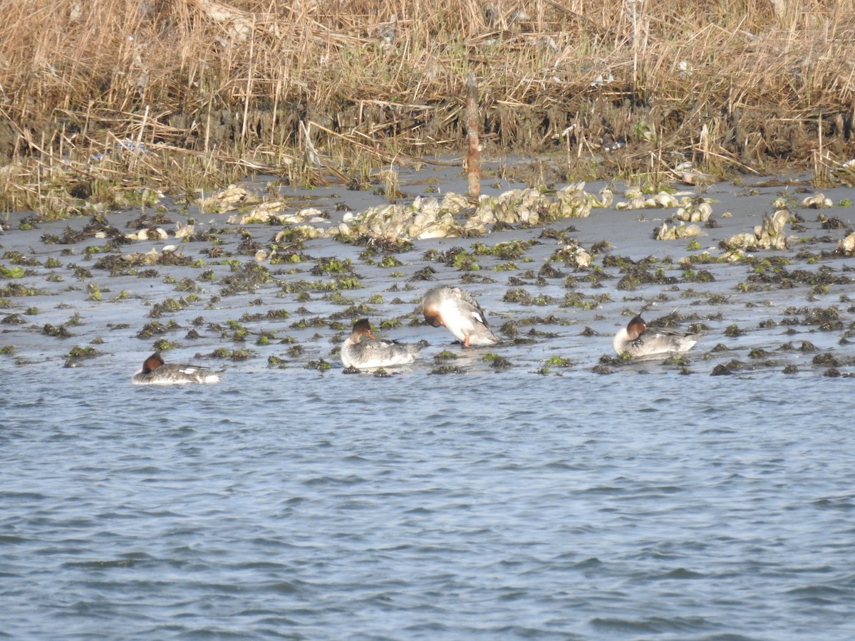 Red-breasted Merganser - Shea Tiller