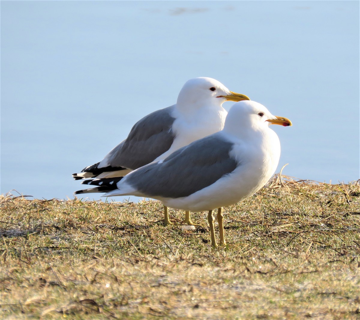 California Gull - ML93843881