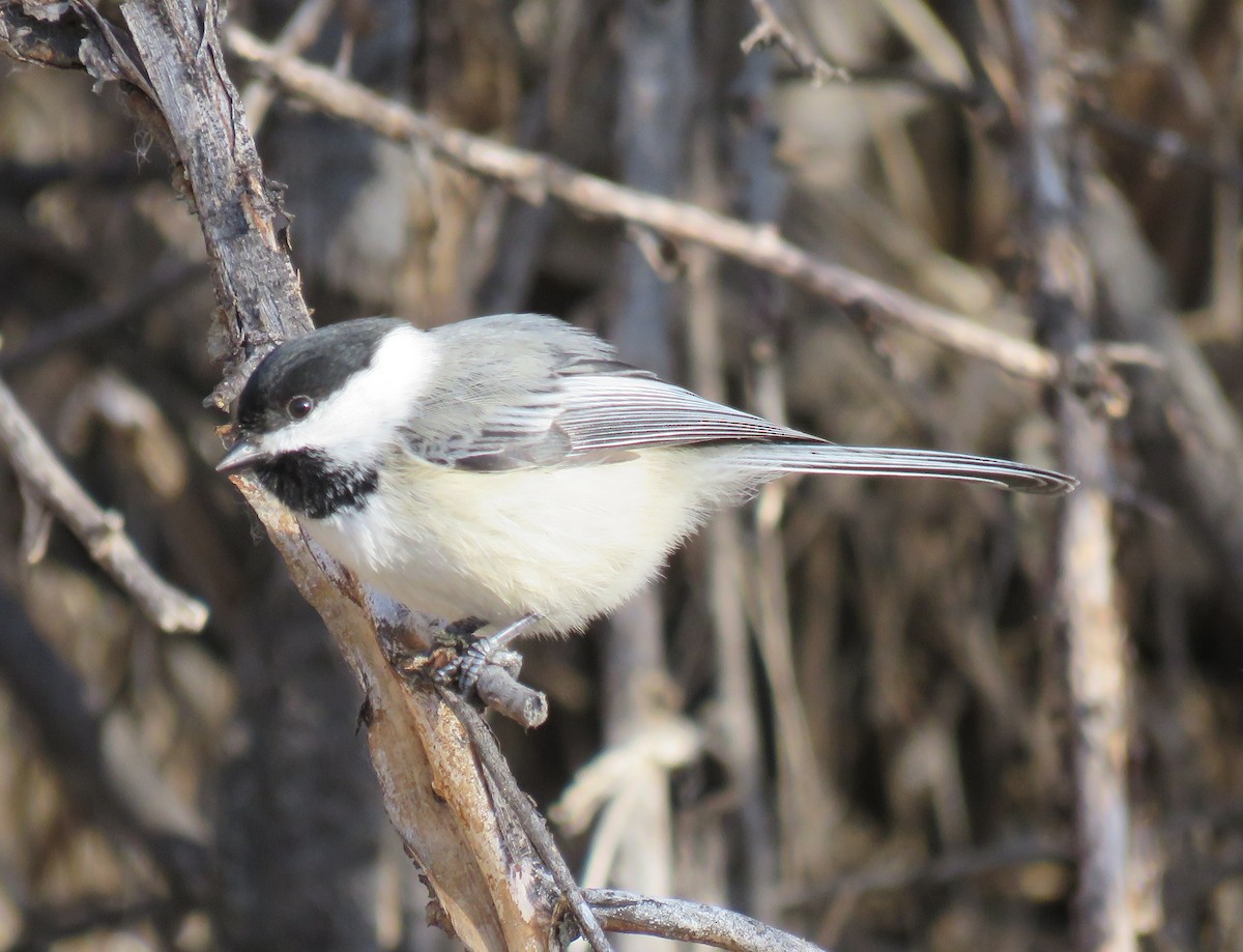 Black-capped Chickadee - ML93843991