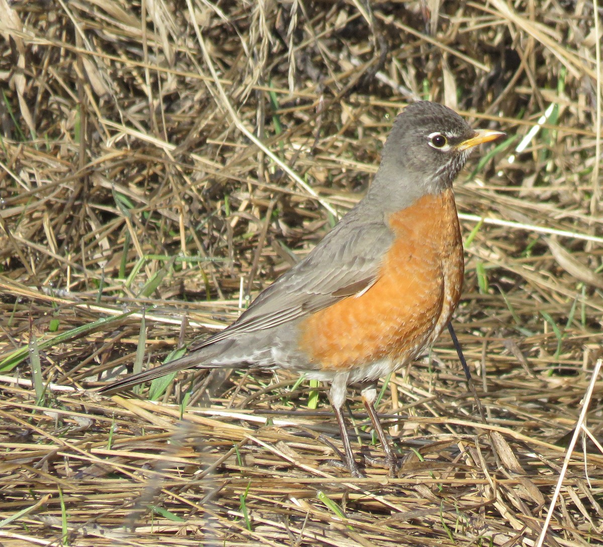 Zozo papargorria - ML93844071