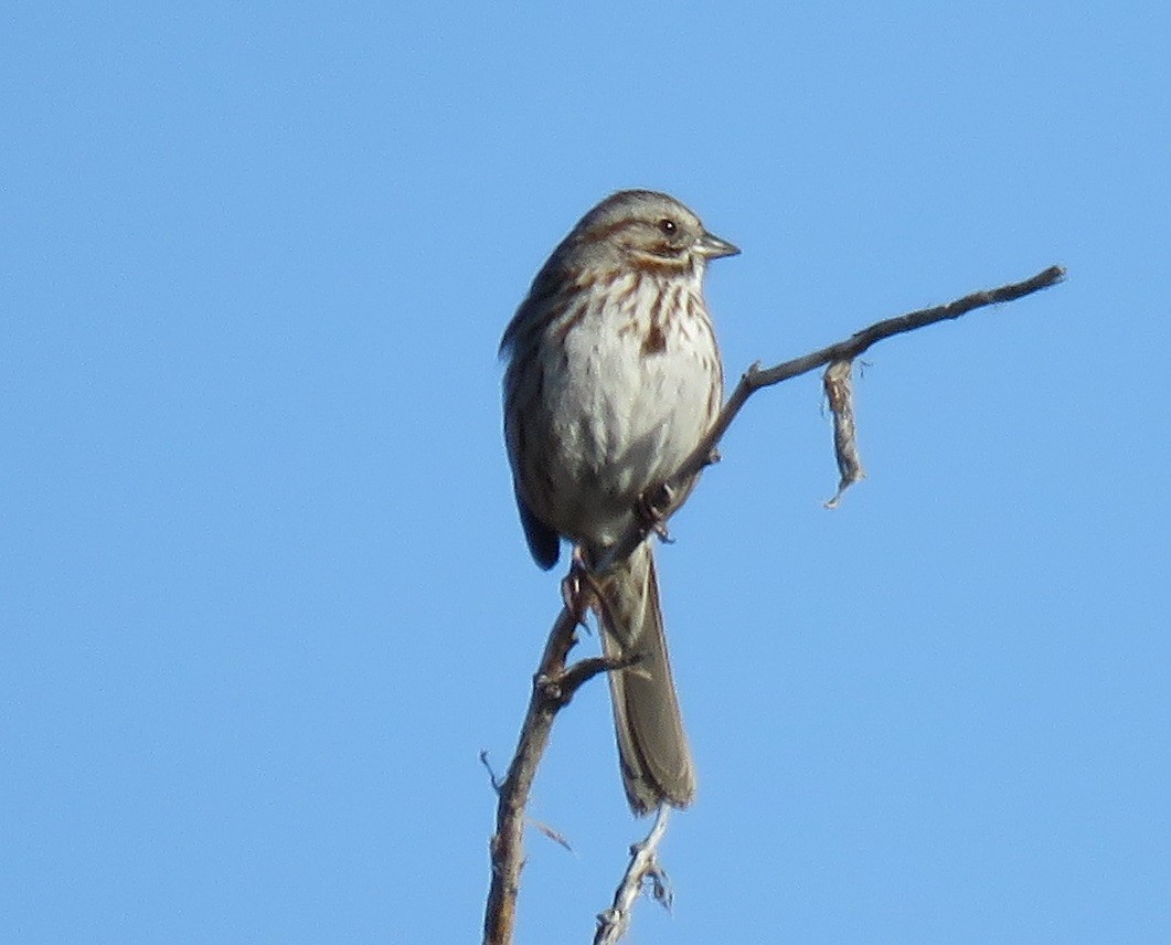 Song Sparrow - ML93845711