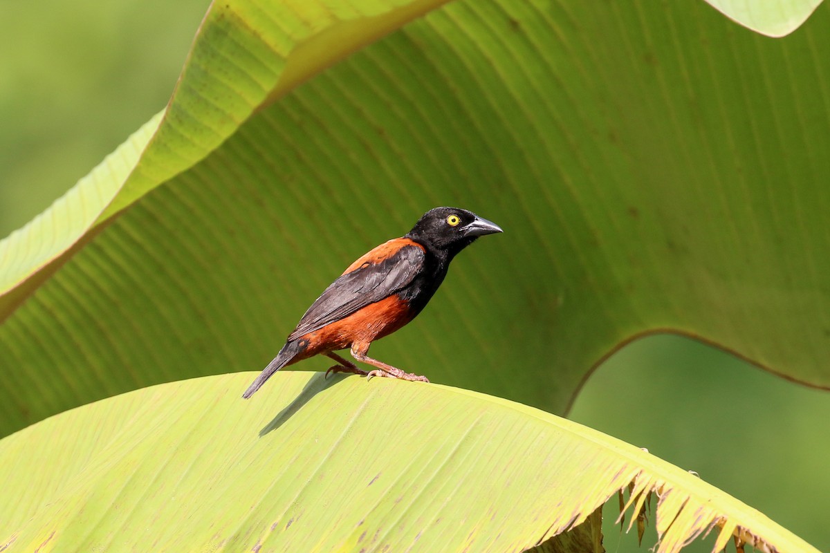 Chestnut-and-black Weaver - ML93846221