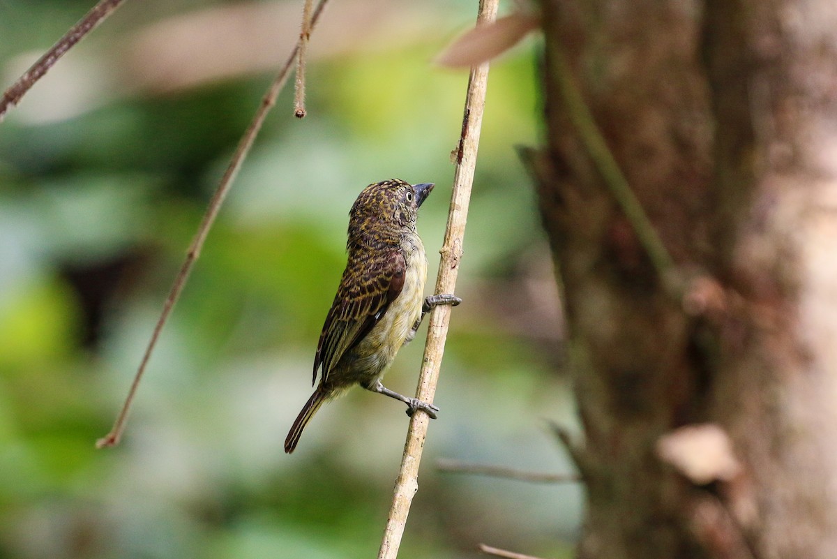 Speckled Tinkerbird - ML93846601