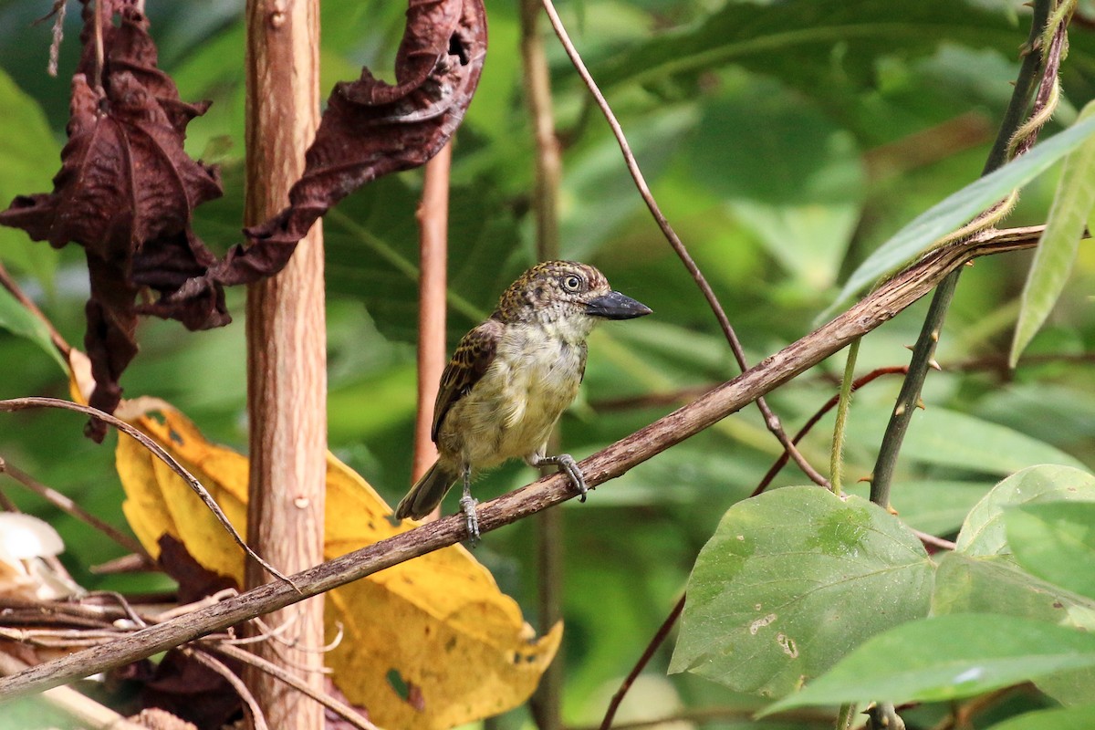 Speckled Tinkerbird - ML93846691