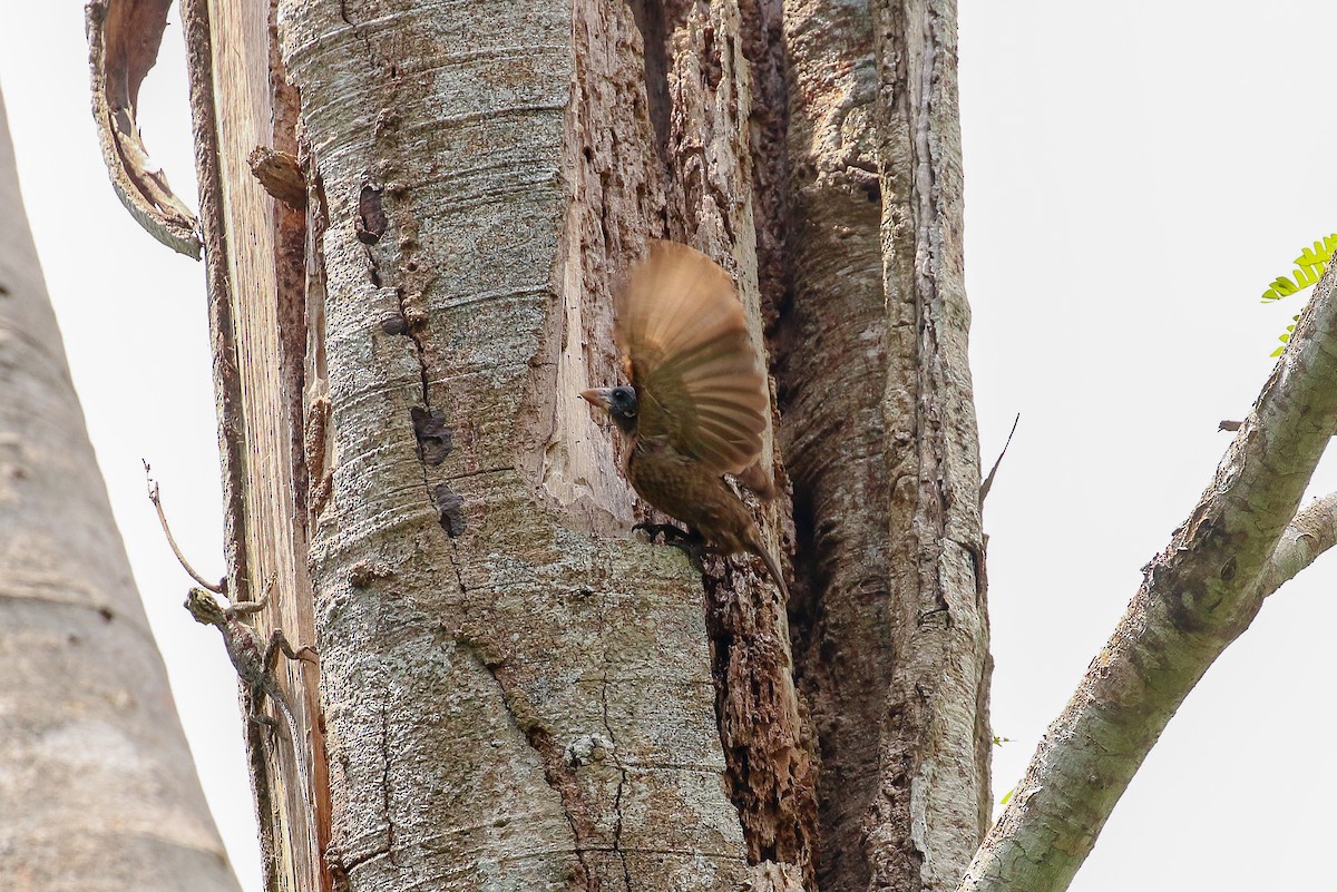 Naked-faced Barbet - ML93846711