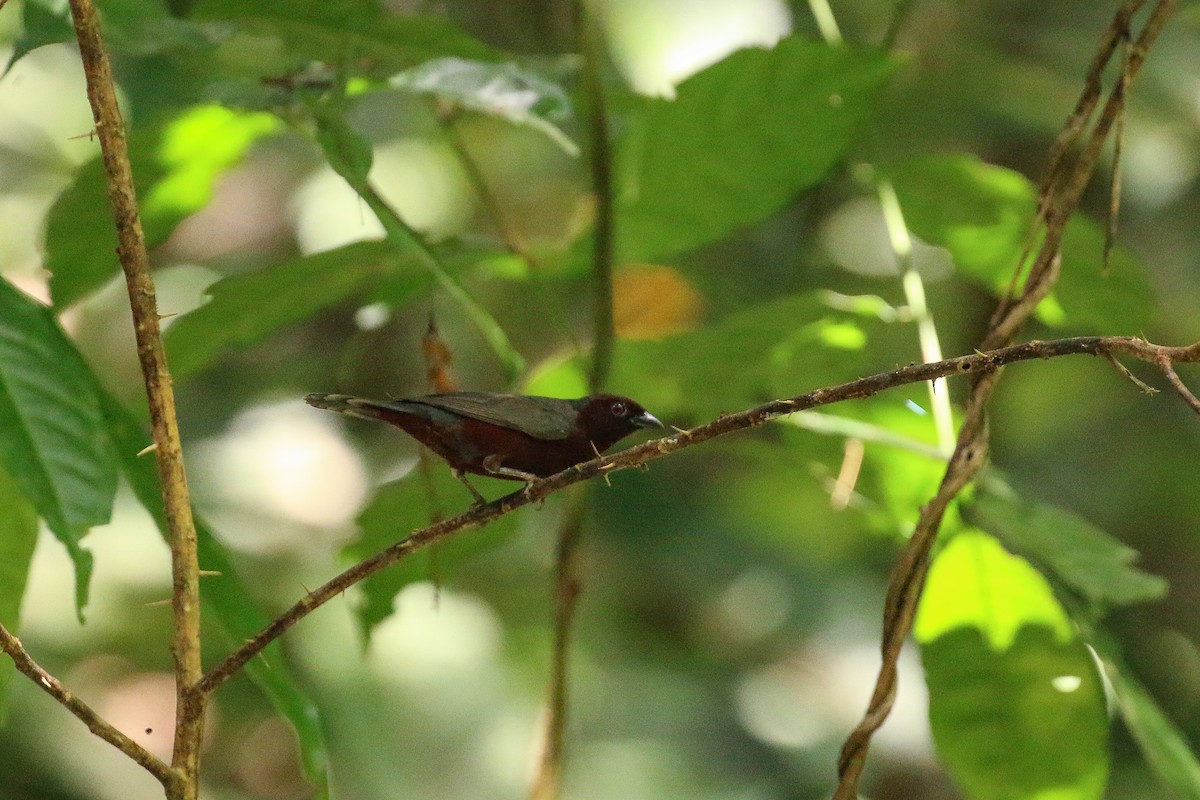 Chestnut-breasted Nigrita - ML93846721