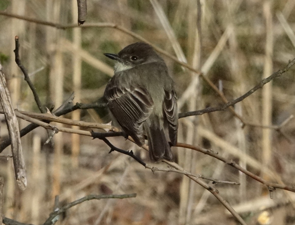 Eastern Phoebe - ML93848661