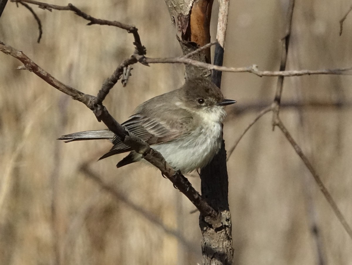 Eastern Phoebe - ML93848681