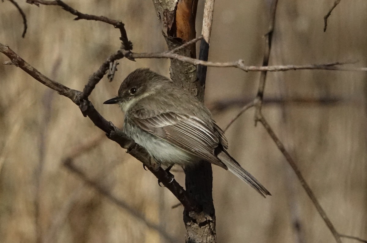 Eastern Phoebe - ML93848701