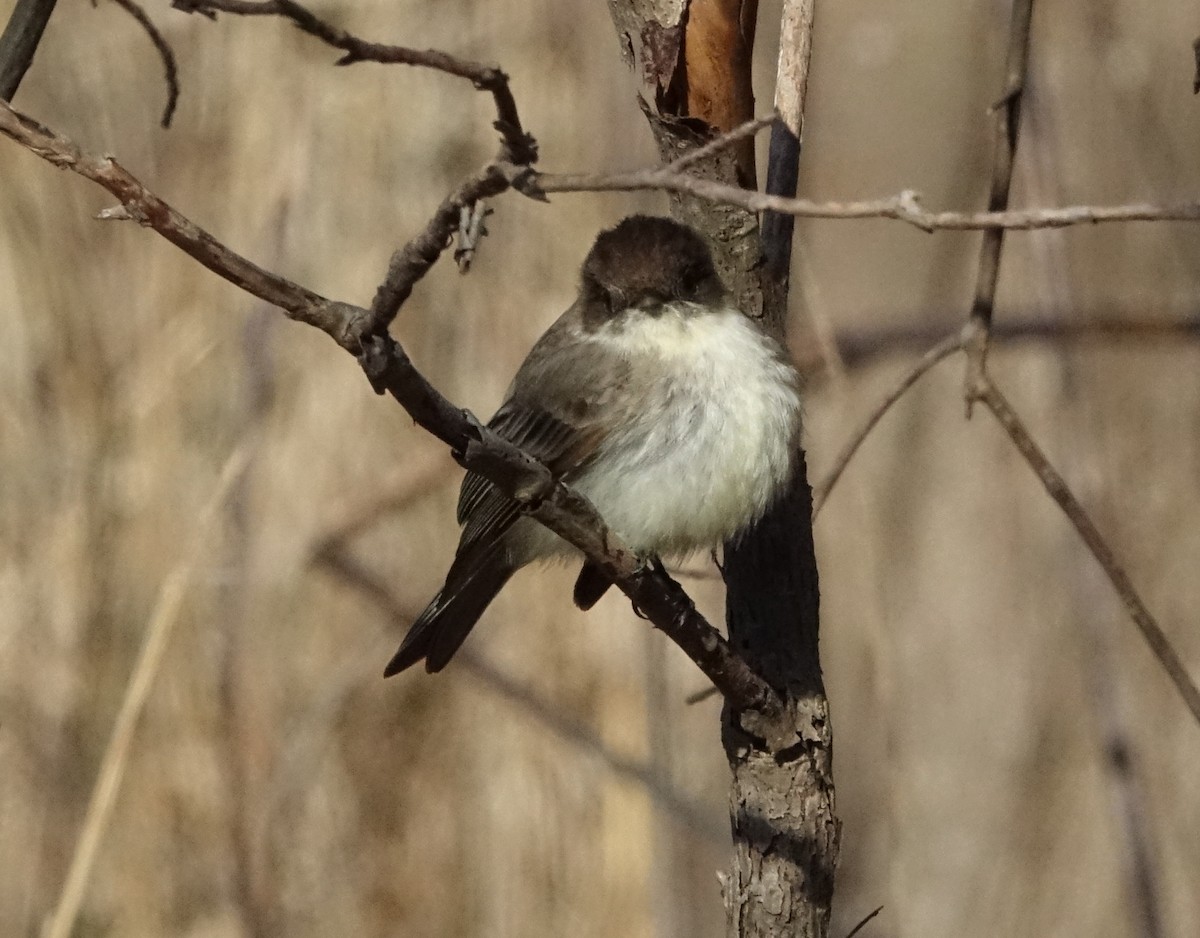 Eastern Phoebe - ML93848721