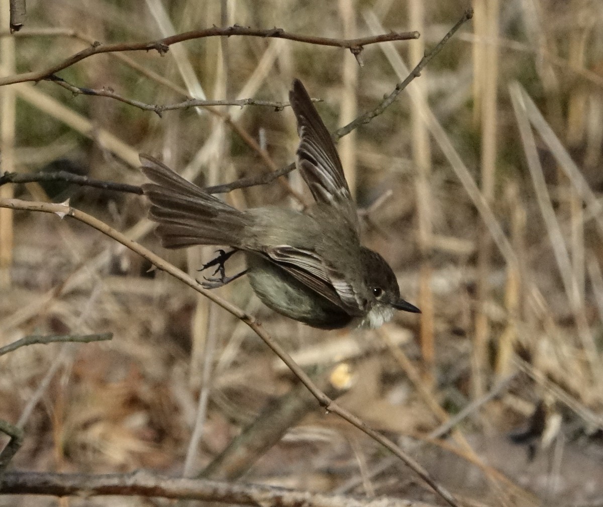 Eastern Phoebe - ML93848731