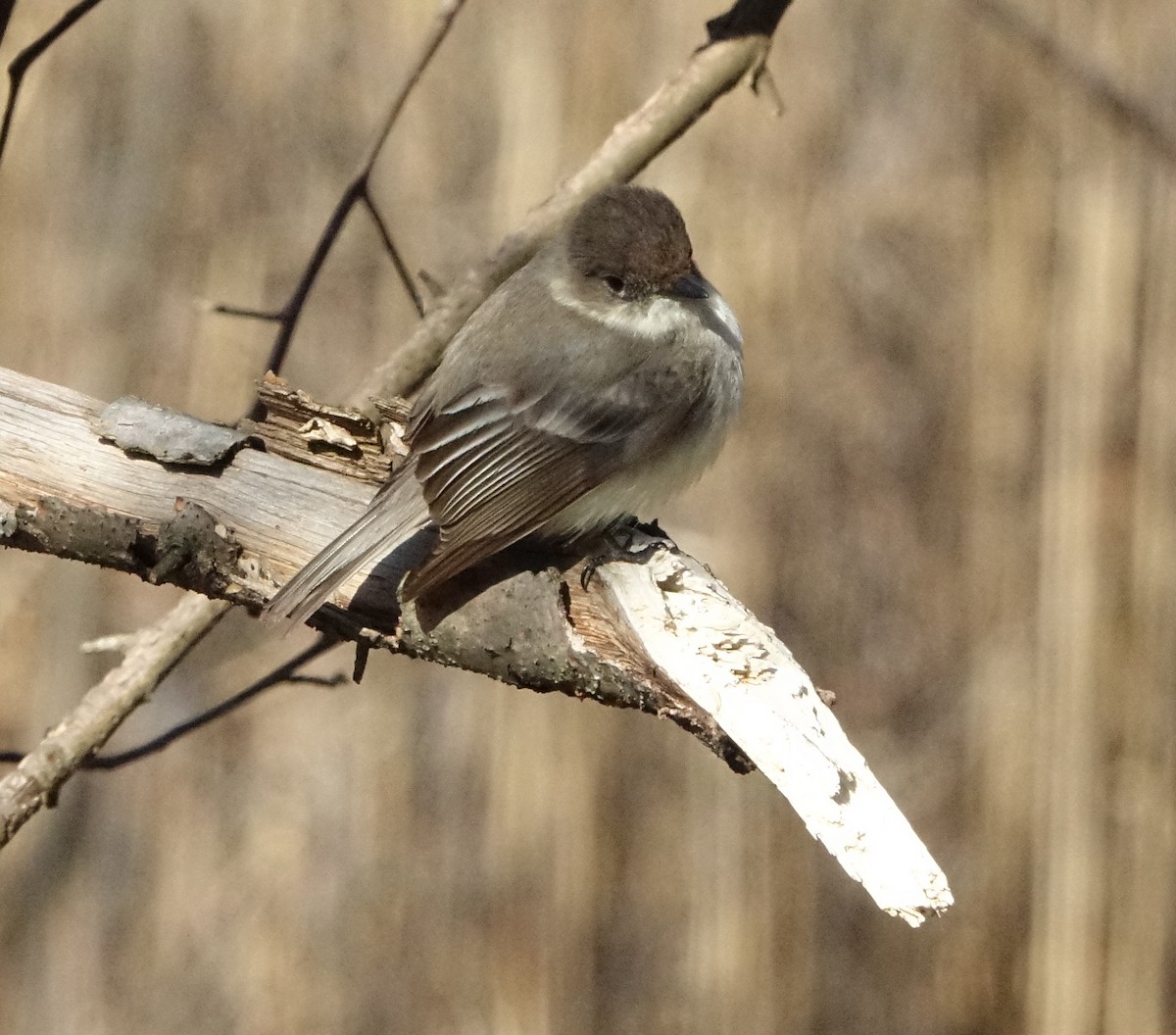 Eastern Phoebe - ML93848741