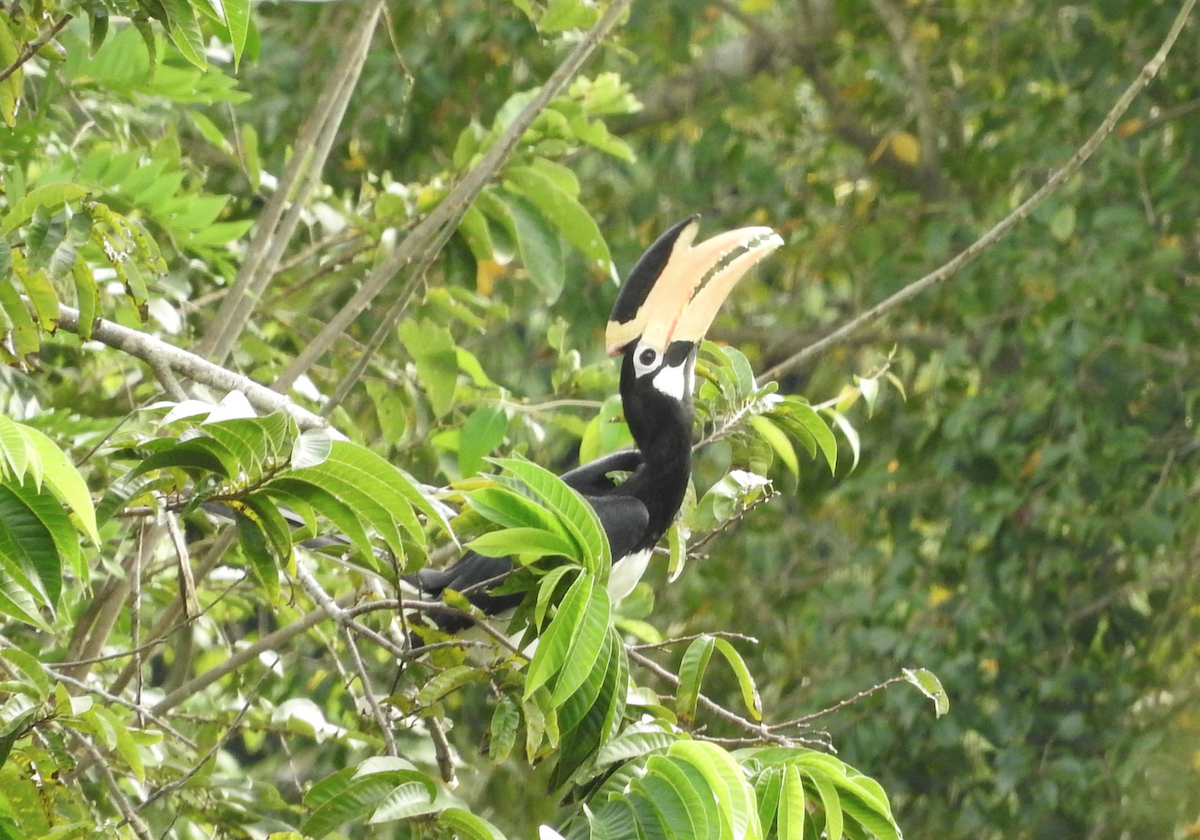 Malabar Pied-Hornbill - ML93848791