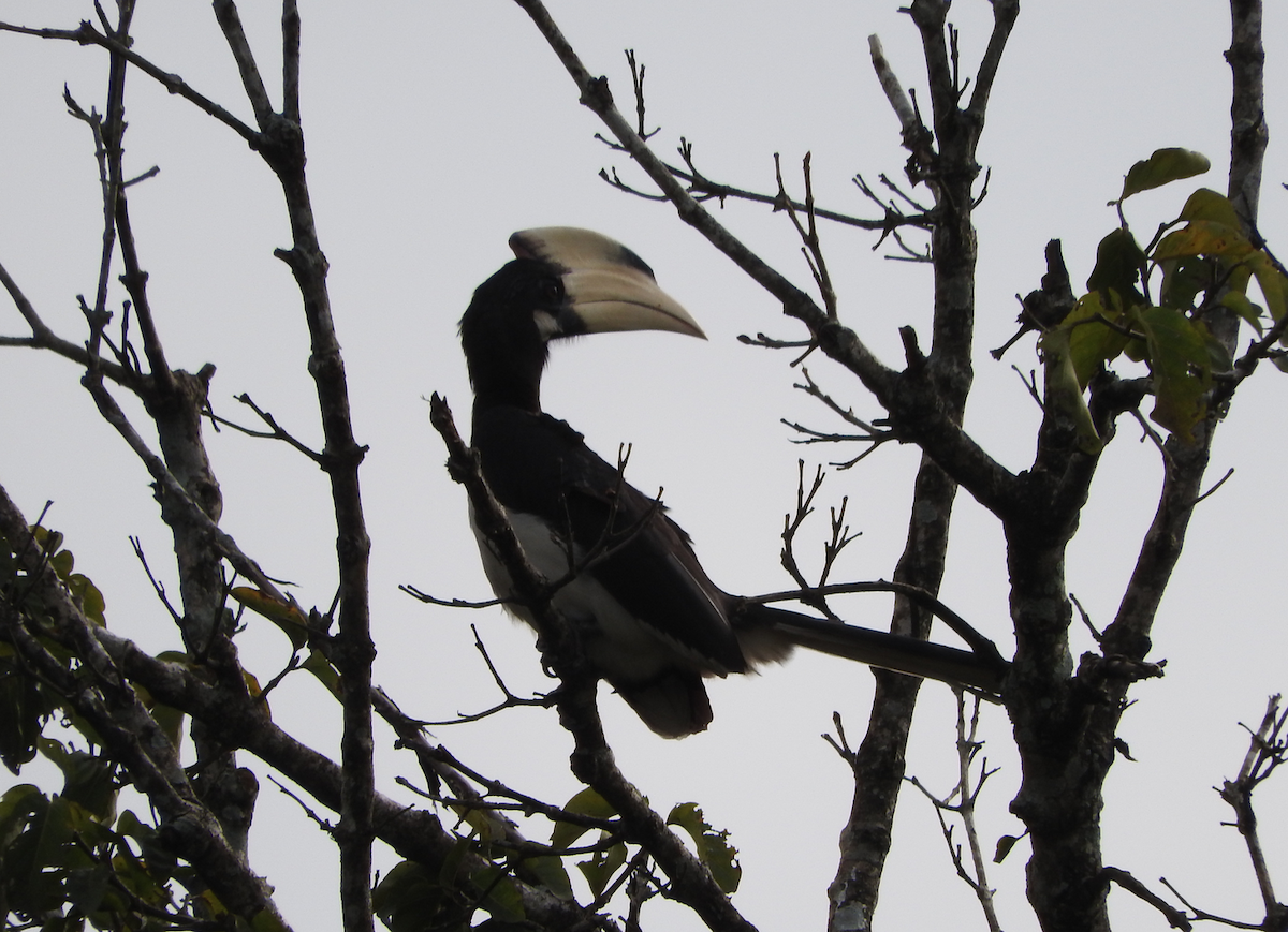 Malabar Pied-Hornbill - ML93849271