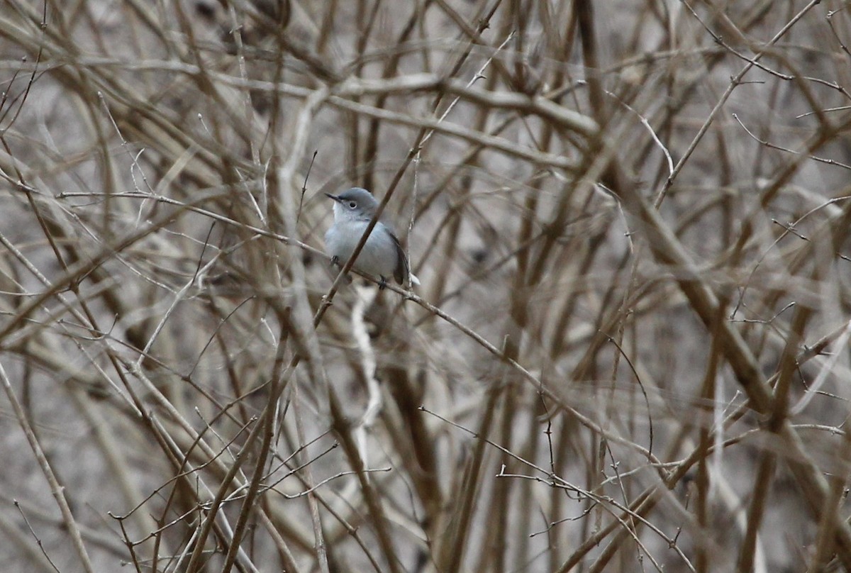 Blue-gray Gnatcatcher - George Keller