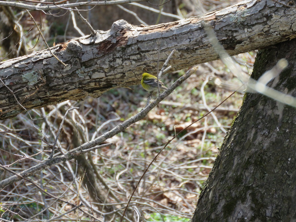 Pine Warbler - ML93850001