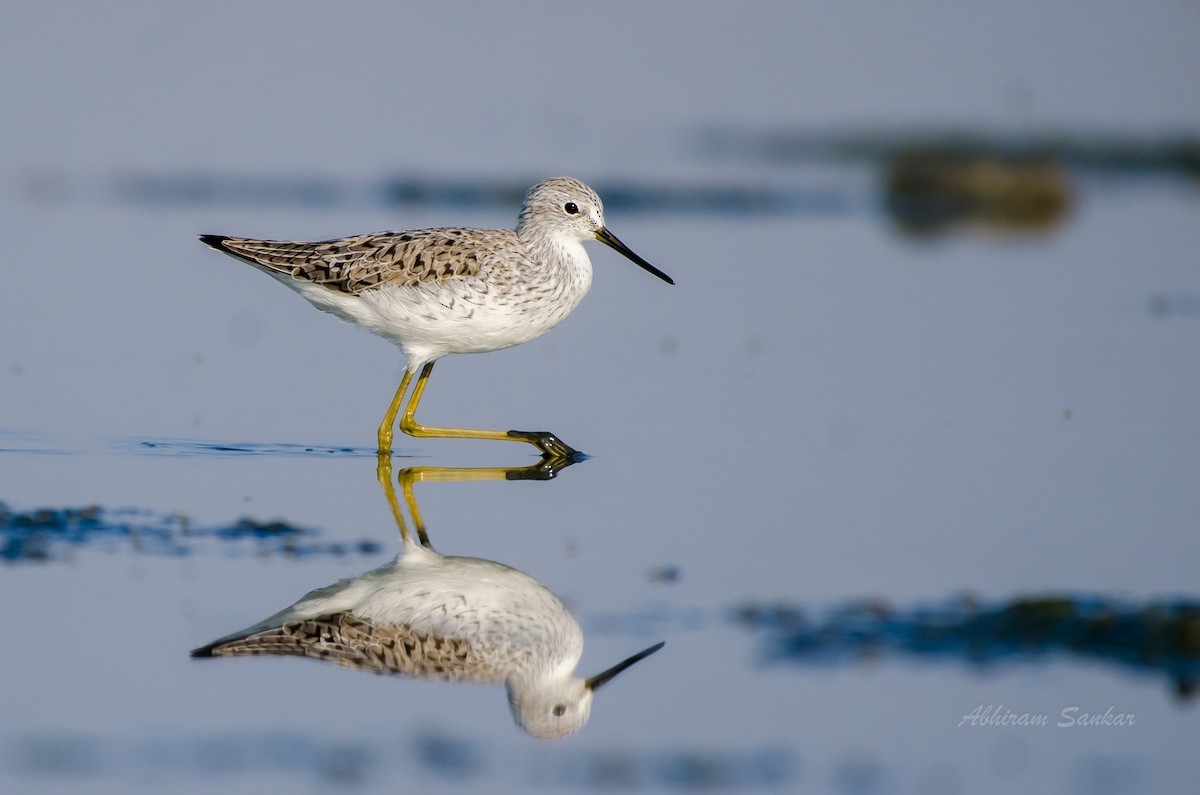 Marsh Sandpiper - Abhiram Sankar