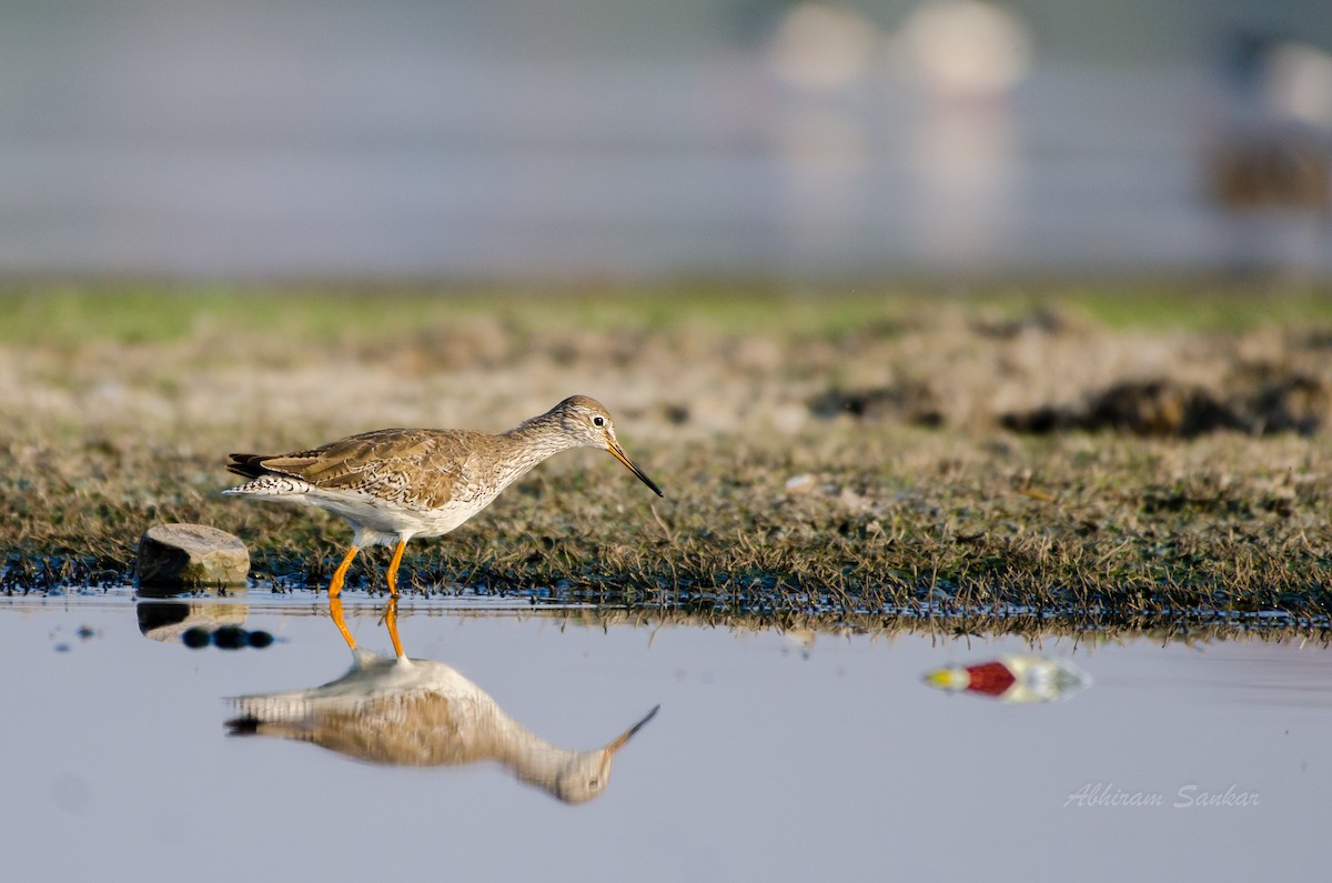 Common Redshank - Abhiram Sankar