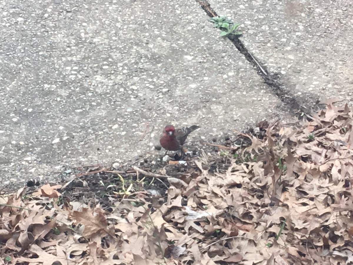 House Finch - ML93850871