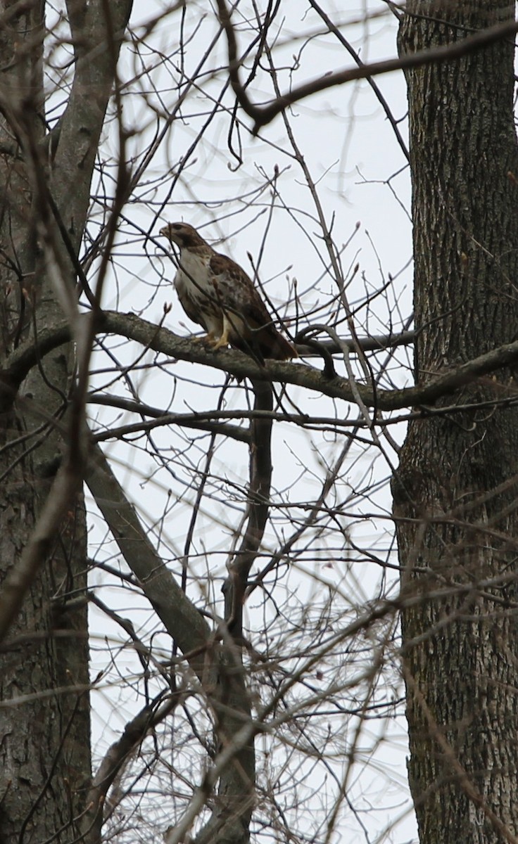 Red-tailed Hawk - ML93851441