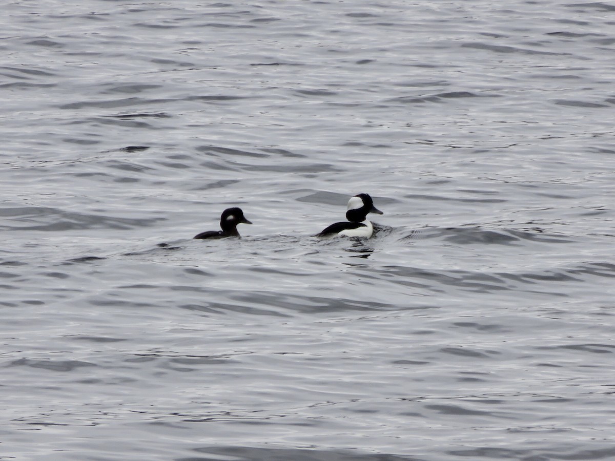 Bufflehead - ML93853531