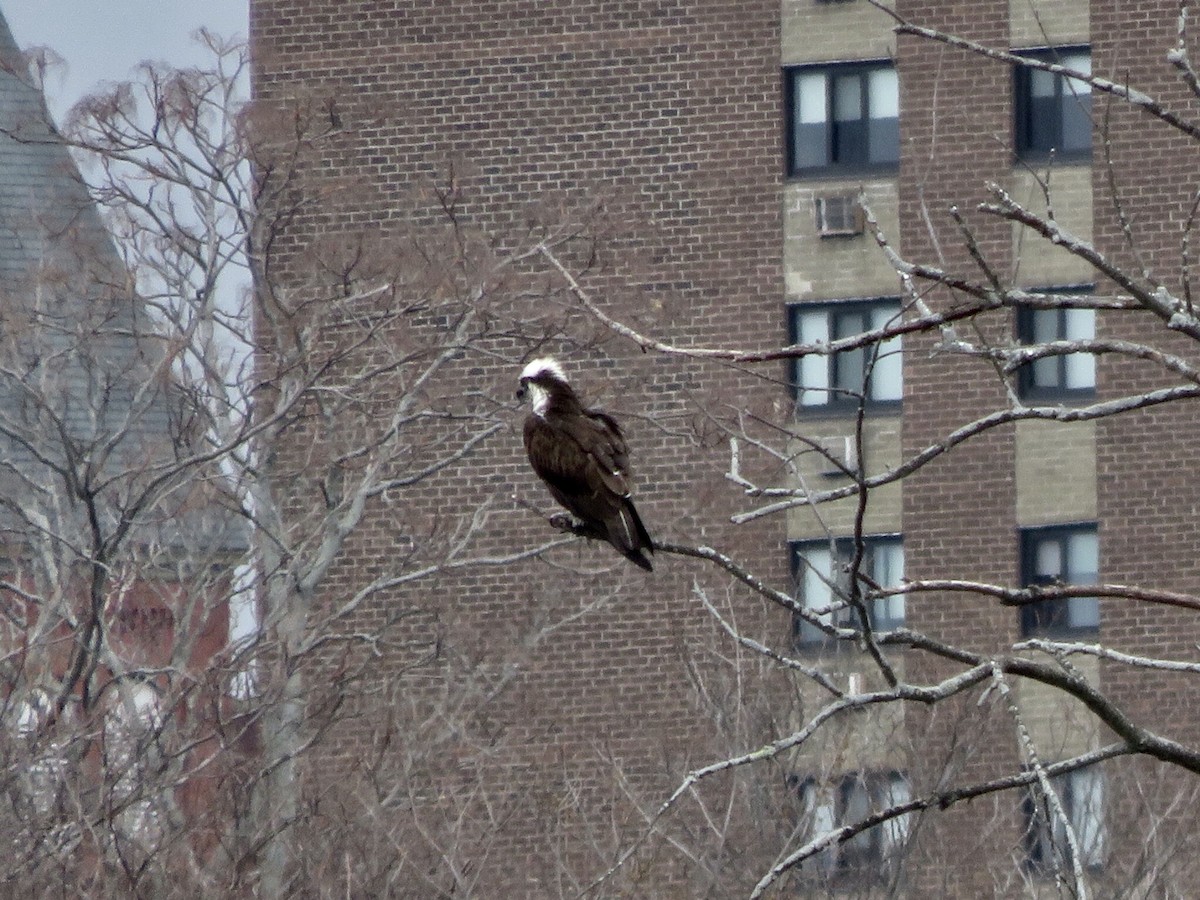 Osprey - ML93853581