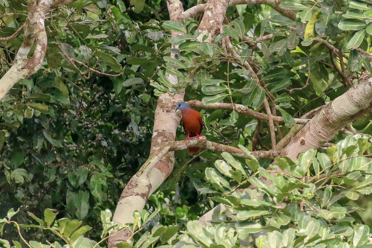 Blue-headed Wood-Dove - ML93854481