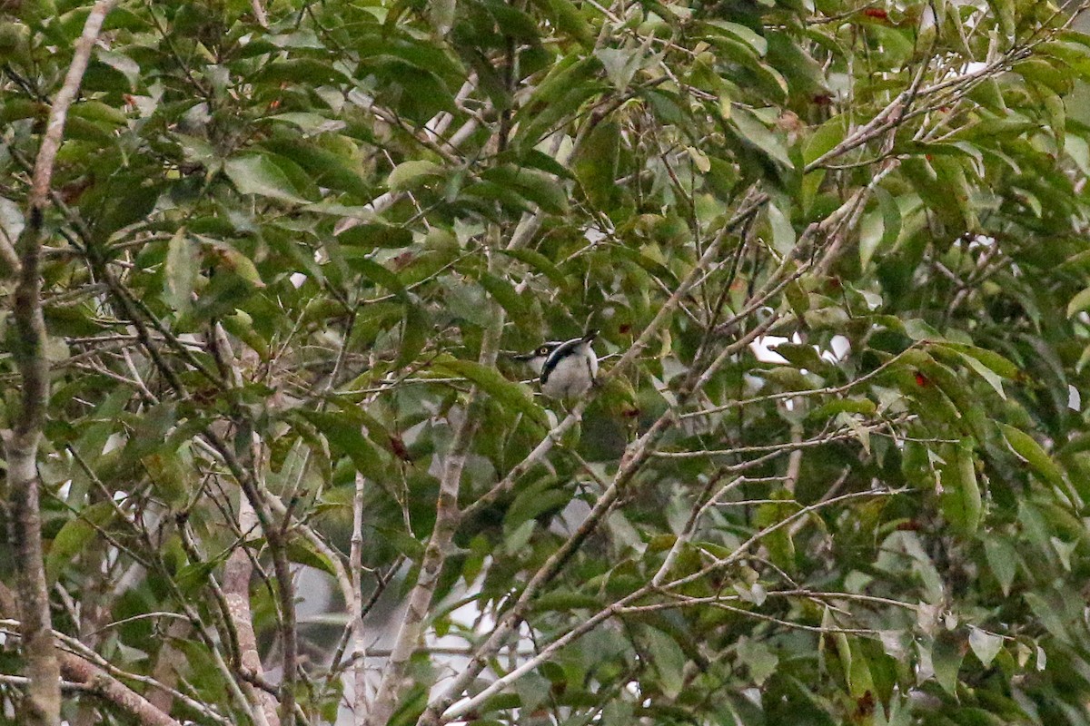 West African Batis - ML93854531