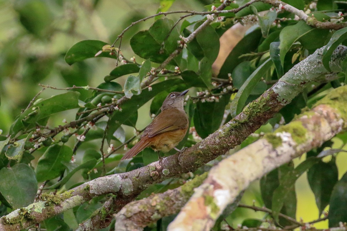 Gray Greenbul - Tommy Pedersen