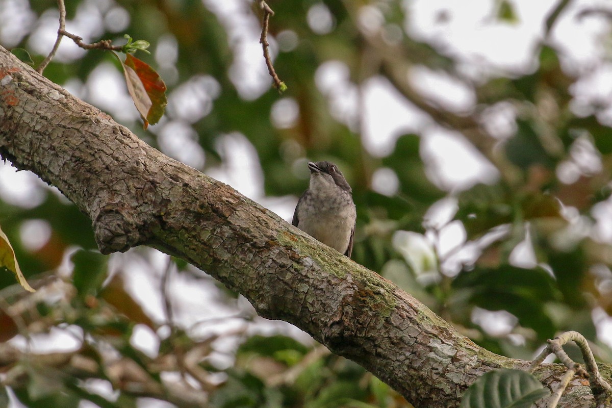 African Forest-Flycatcher (Western) - ML93854931