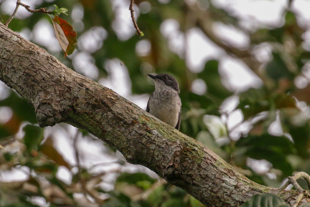 African Forest-Flycatcher (Western) - ML93854941