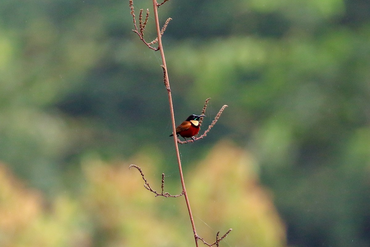 Buff-throated Sunbird - ML93855291