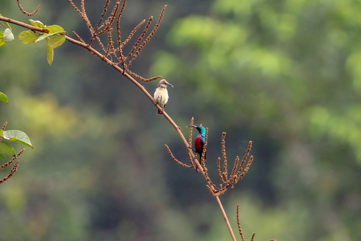 Superb Sunbird - ML93855391