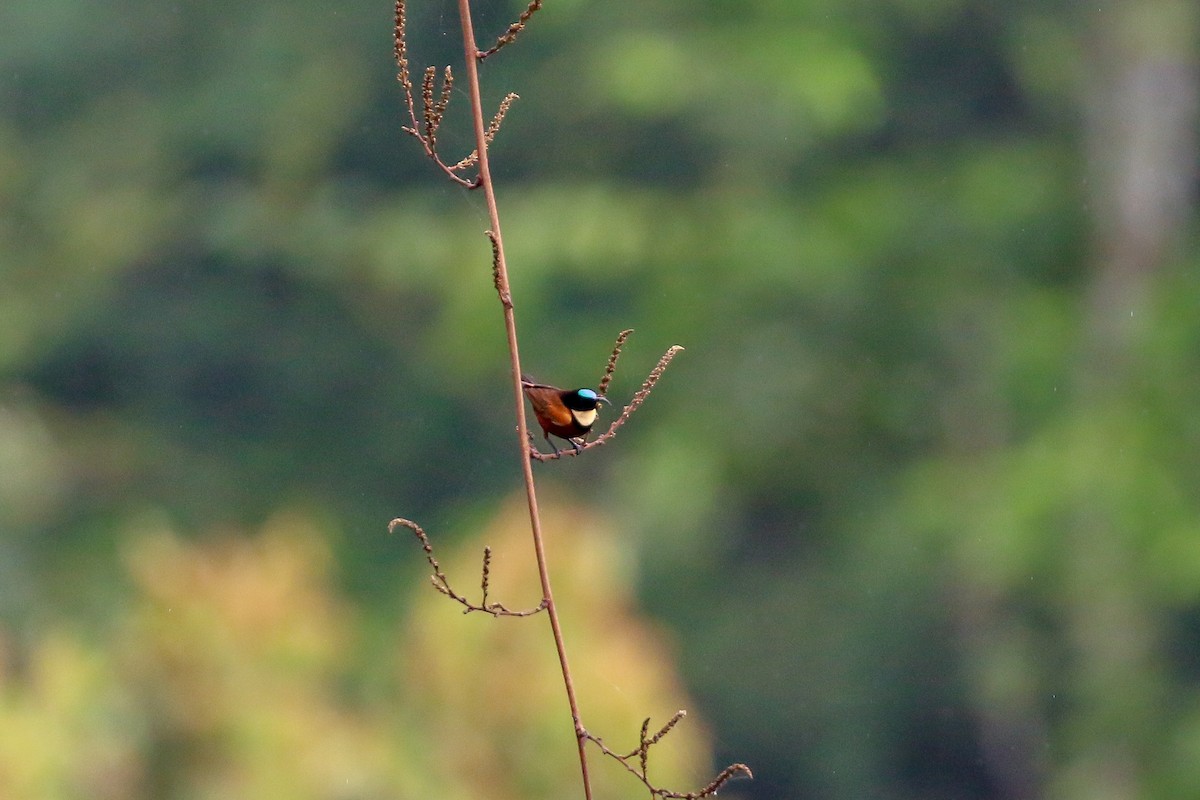 Buff-throated Sunbird - ML93855551