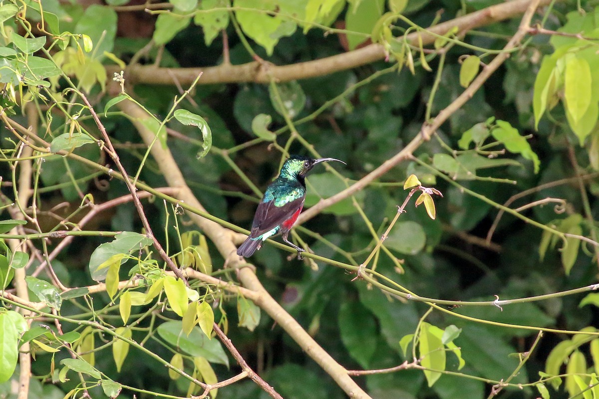 Superb Sunbird - ML93855621