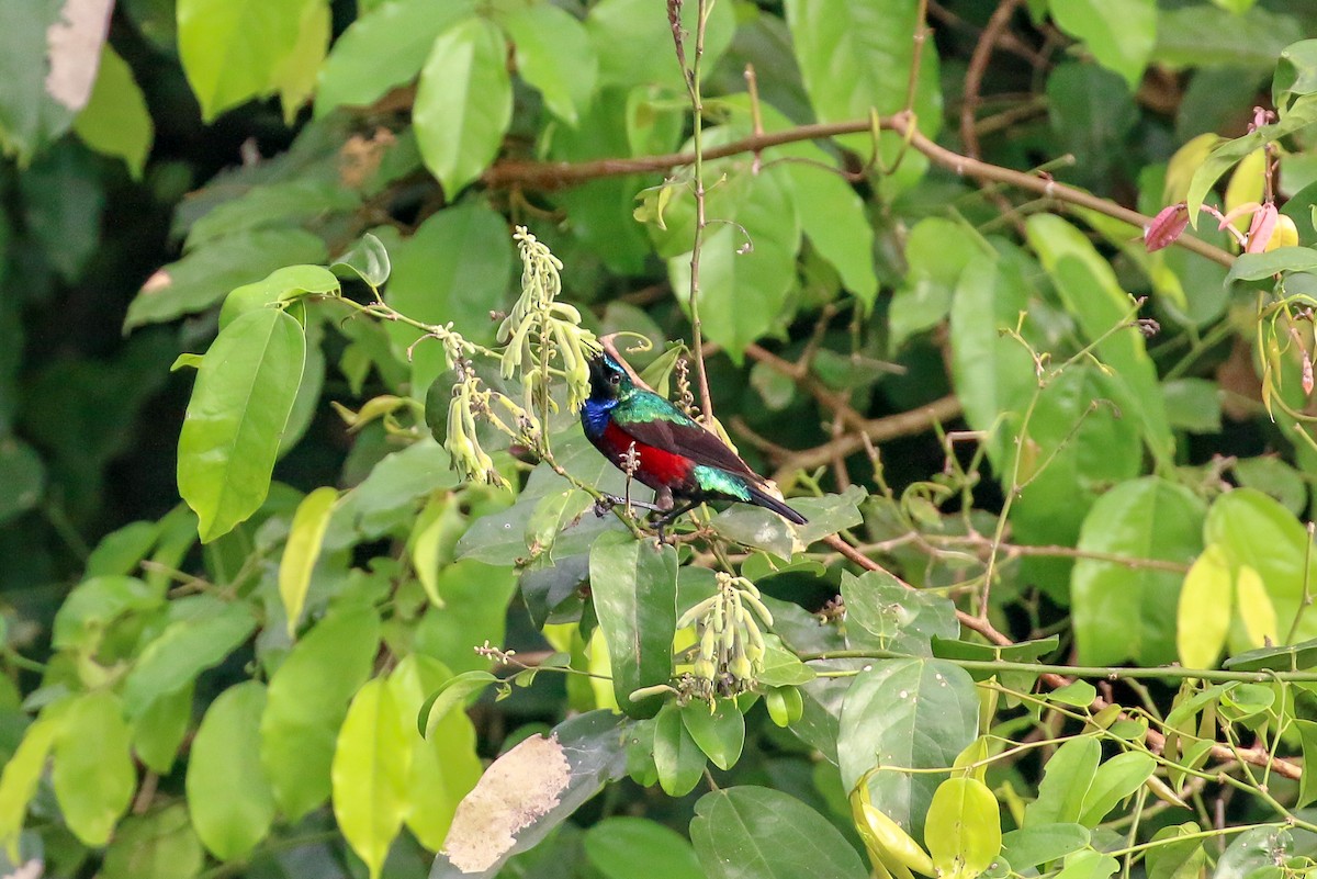 Superb Sunbird - Tommy Pedersen