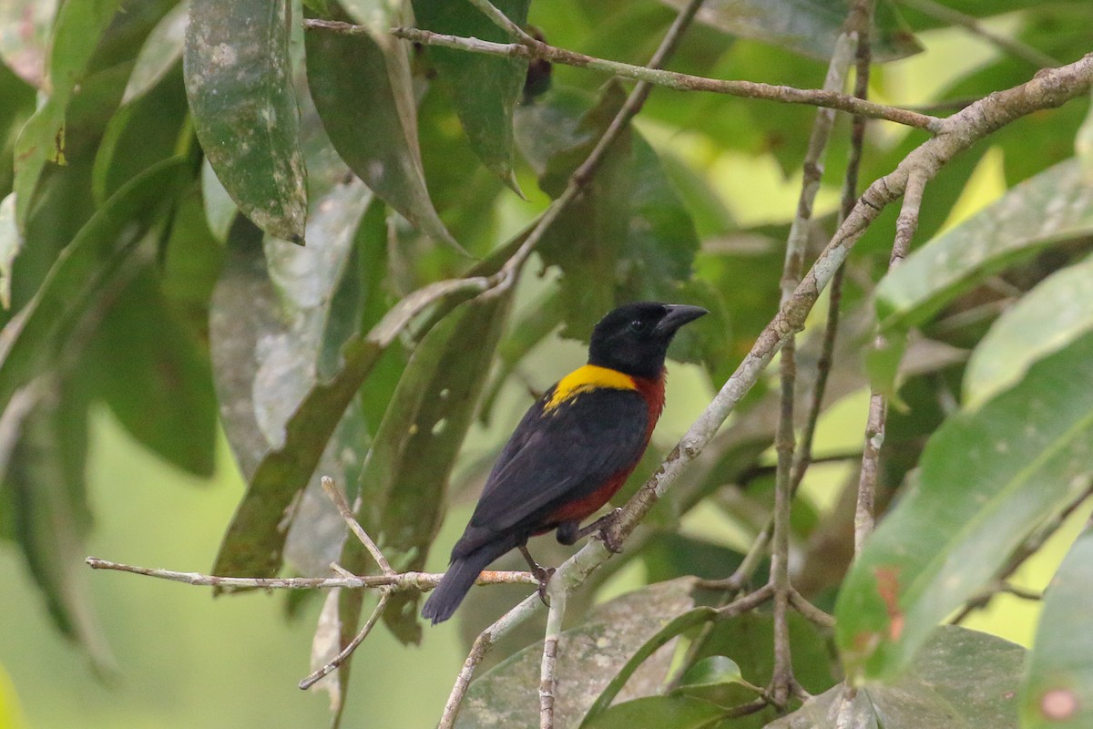 Yellow-mantled Weaver - ML93855731