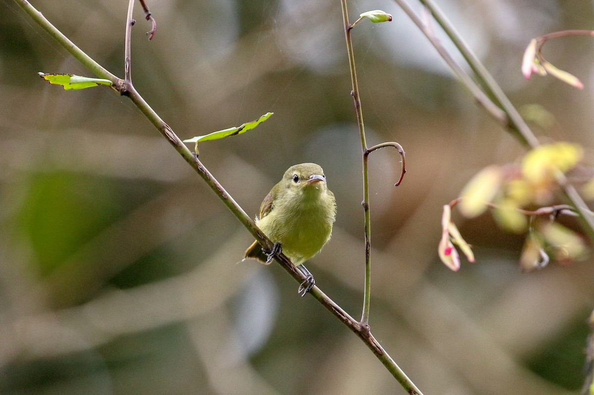 Stutzschwanz-Nektarvogel - ML93855761