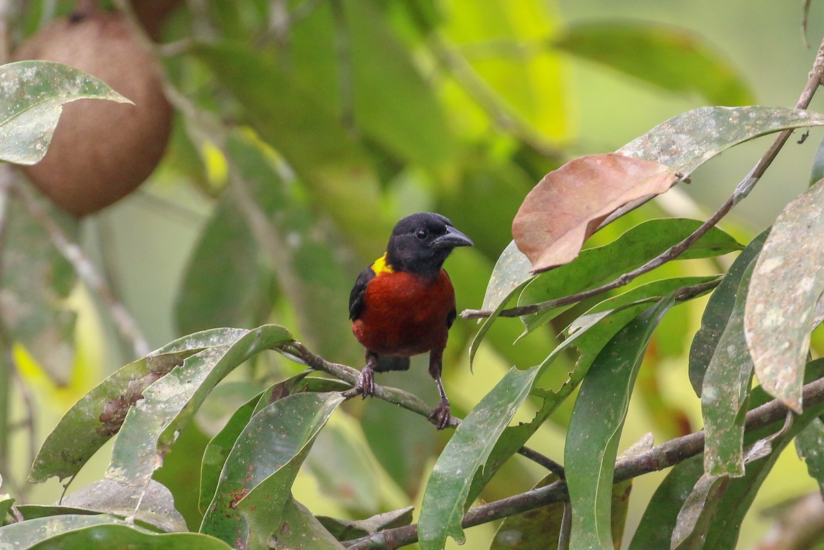 Yellow-mantled Weaver - ML93855791