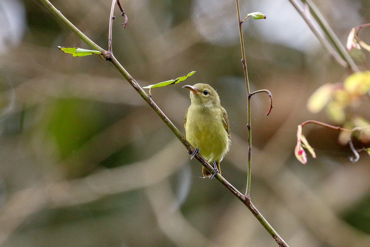 Little Green Sunbird - ML93855921