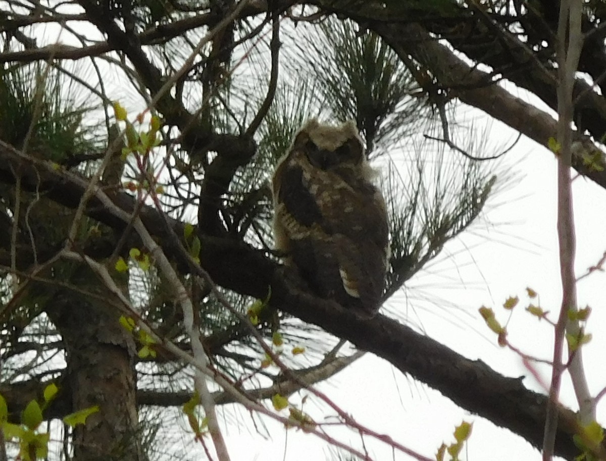 Great Horned Owl - ML93855941