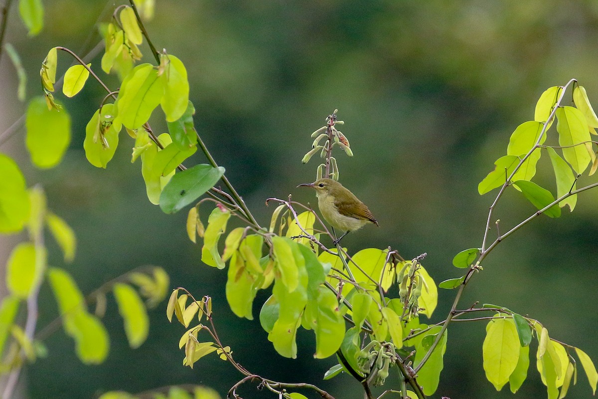 Little Green Sunbird - ML93855961